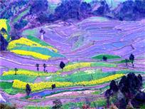青神梯田之油菜花五