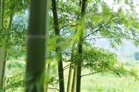 竹影婆娑