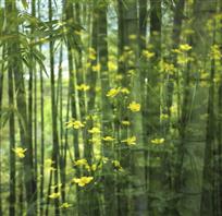 梦幻竹林