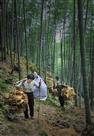 笋干出山