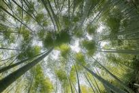 翠竹参天