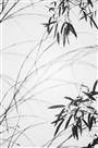 墨竹3