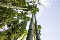 高风亮节