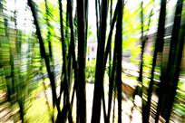 竹影
