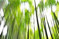 梦幻竹雨