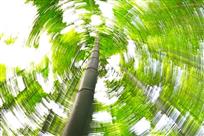 竹波荡漾