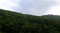 仰望竹山