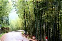 竹山之路
