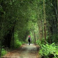 竹林小道