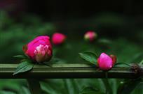 红芍药•绿藩篱