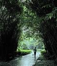 梅雨美竹