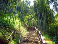 林中小道