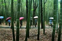 竹林间
