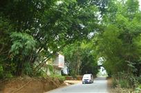 我家住在竹林中