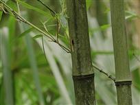 一枝独秀