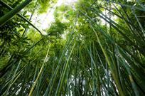 茁壮成长
