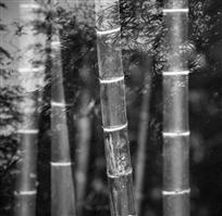 高风亮节