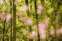 花开富贵节节高