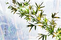 竹影婆娑