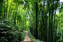 《竹林小径》