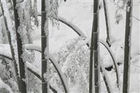 雪染竹林_一滕前进