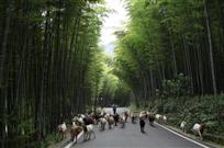 竹海转场一滕前进摄