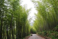 翠竹长廊一滕前进摄