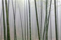 水墨竹影一滕前进摄