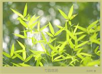 《竹韵悠扬》