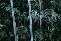 墨竹