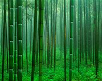 郁郁葱葱