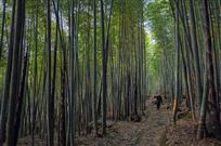 老农与竹林