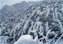 《雪后竹乡》
