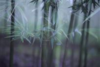 竹韵——王素萍 摄