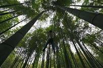 天然氧吧锻炼场