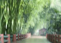雨竹声声路通幽