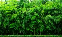 青竹飘香人自醉