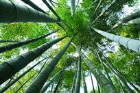 挺立苍天