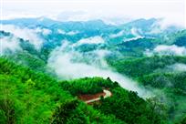 竹海晨韵