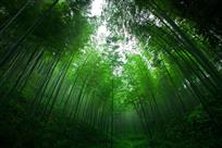 竹林深处