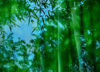 标题：《清风竹影》