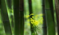 竹林菊花