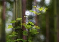 梦幻竹林