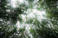 竹林风光