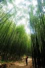 竹林撷影