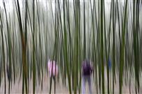 印象竹林