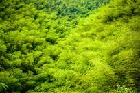 深山竹海