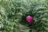 竹林深处