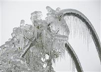 傲雪冰竹