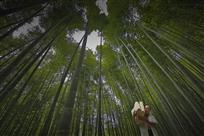 竹子出纸